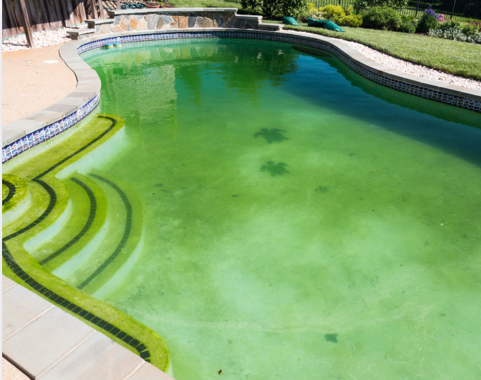algae in pools
